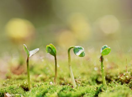 Water Dropの写真素材