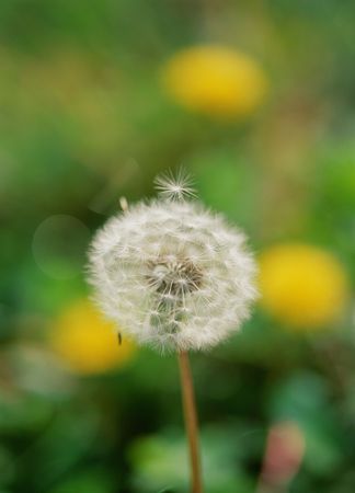 Wild Flowersの写真素材