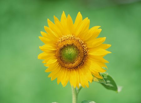 Wild Flowersの写真素材