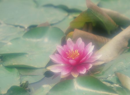 Wild Flowersの写真素材