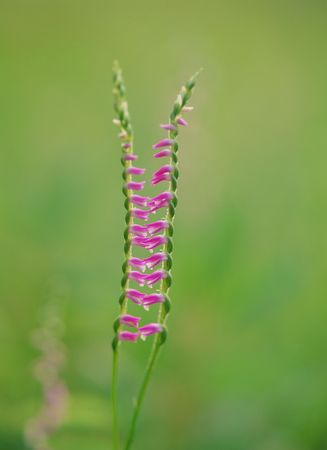 Wild Flowersの写真素材