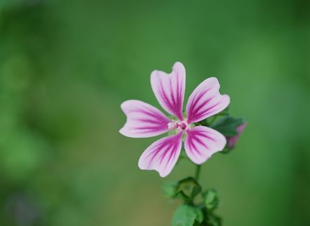 Wild Flowersの写真素材