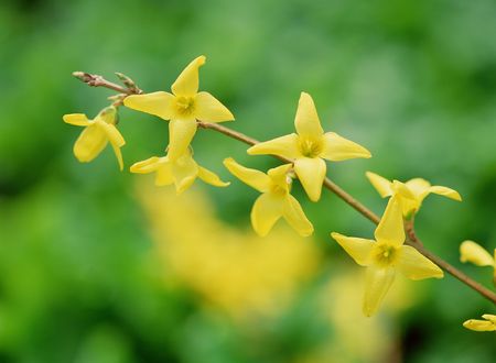 Wild Flowersの写真素材