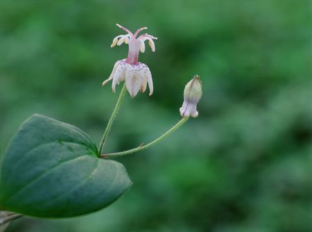 Wild Flowersの写真素材