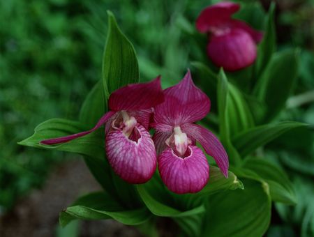Wild Flowersの写真素材