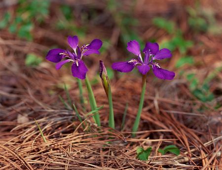 Wild Flowersの写真素材