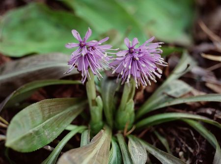 Wild Flowersの写真素材