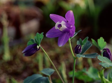 Wild Flowersの写真素材