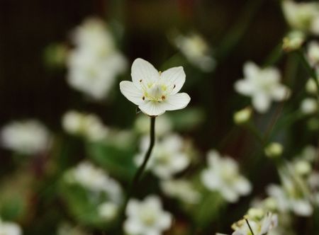 Wild Flowersの写真素材