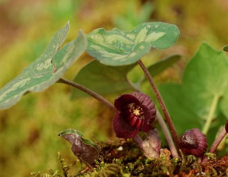 Wild Flowersの写真素材