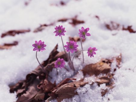 Wild Flowers