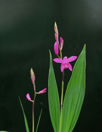 Wild Flowersの写真素材