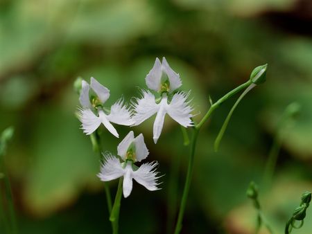 Wild Flowersの写真素材