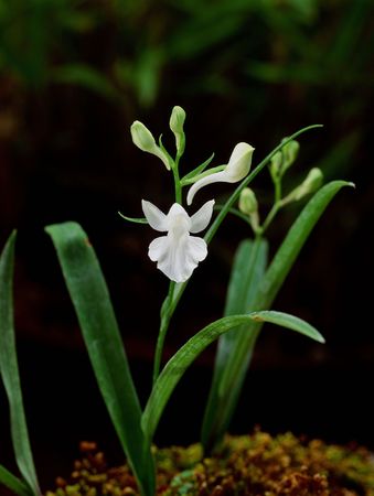 Wild Flowersの写真素材