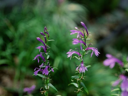 Wild Flowersの写真素材