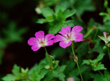 Wild Flowersの写真素材