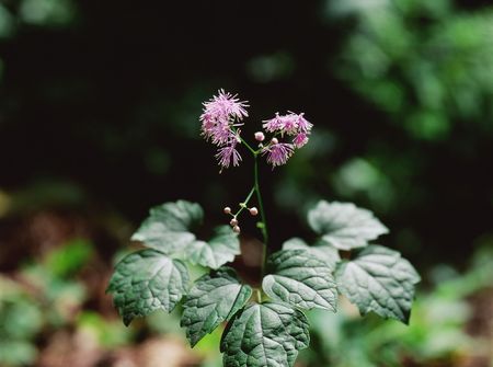 Wild Flowersの写真素材
