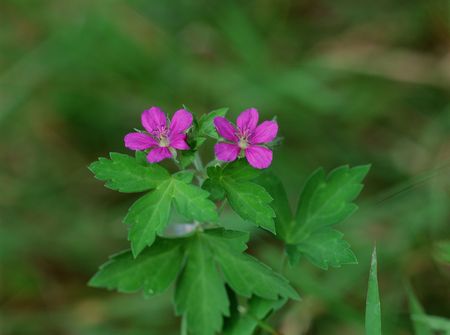 Wild Flowersの写真素材