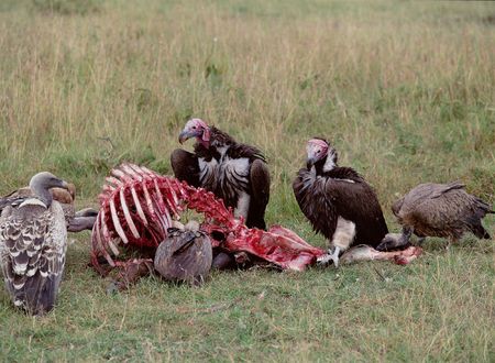 Birdsの写真素材