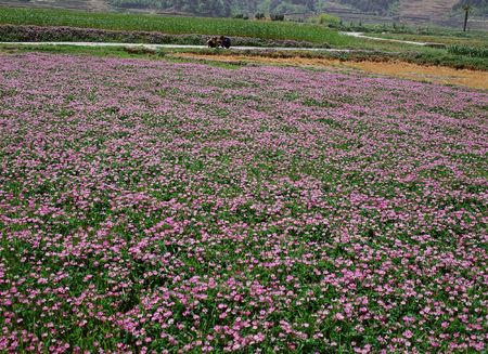 Wild Flowersの写真素材