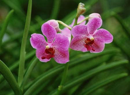 Wild Flowersの写真素材