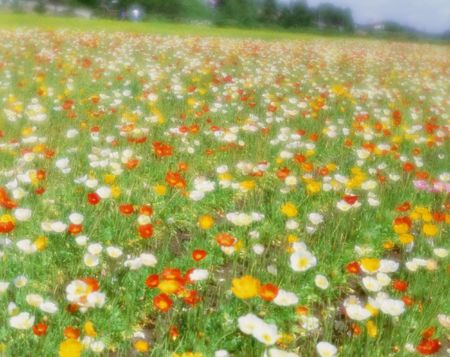 Wild Flowersの写真素材