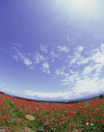 Wild Flowersの写真素材