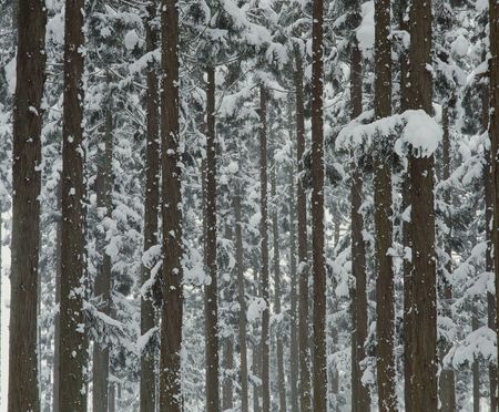 Forestの写真素材