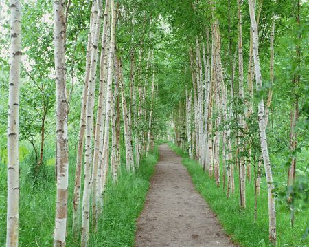 Forestの写真素材