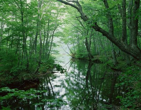Forestの写真素材