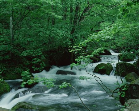 Forestの写真素材
