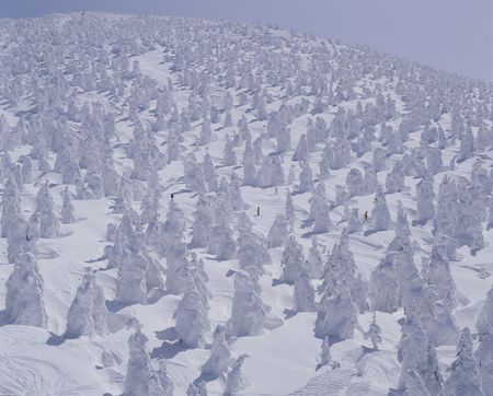 Forestの写真素材
