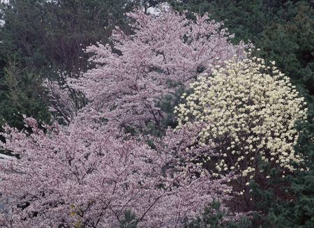 Wild Flowersの写真素材