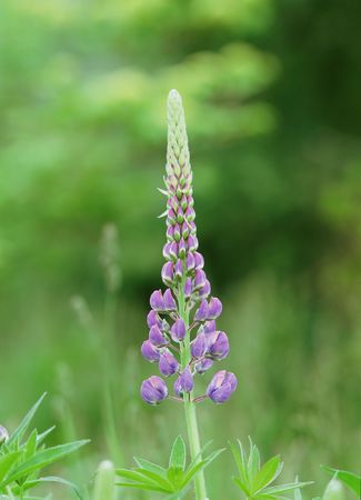 Wild Flowersの写真素材