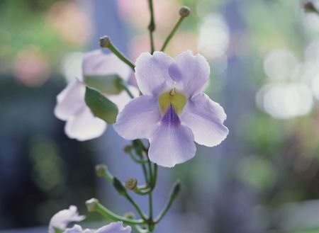 Wild Flowersの写真素材