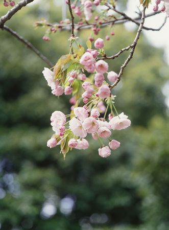 Wild Flowersの写真素材