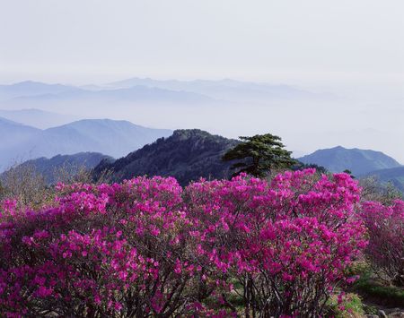 Mountain Viewの写真素材