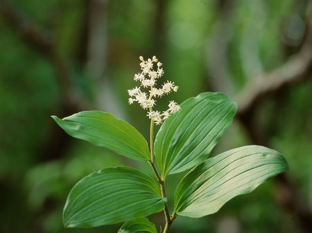 Mountain Viewの写真素材