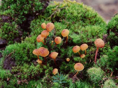 Mountain Viewの写真素材