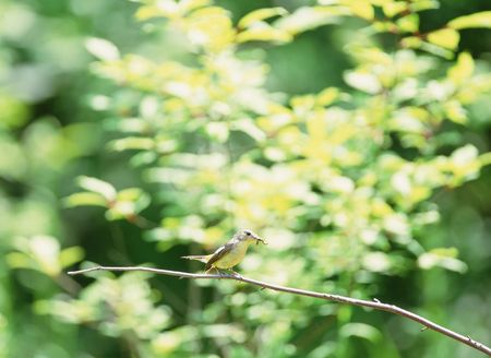 Birdsの写真素材