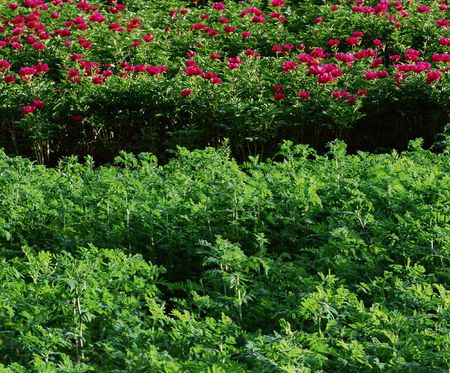 Fieldの写真素材