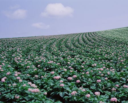 Fieldの写真素材