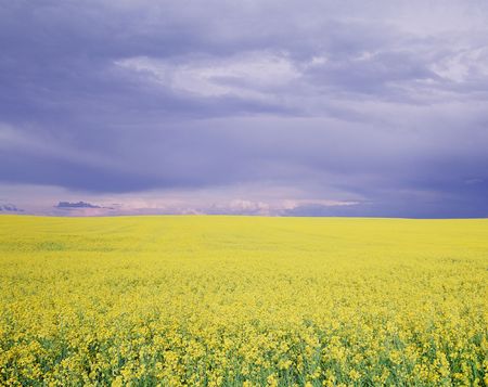 Fieldの写真素材