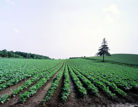 Field