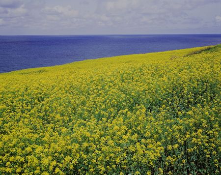 Field