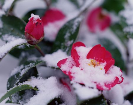 Fieldの写真素材