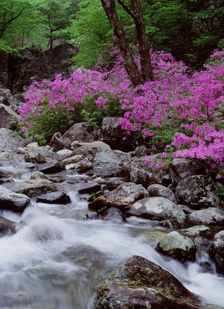 Valleyの写真素材