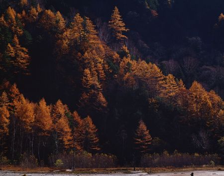 Forestの写真素材