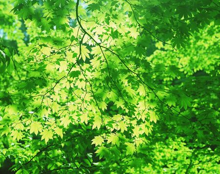 Forestの写真素材