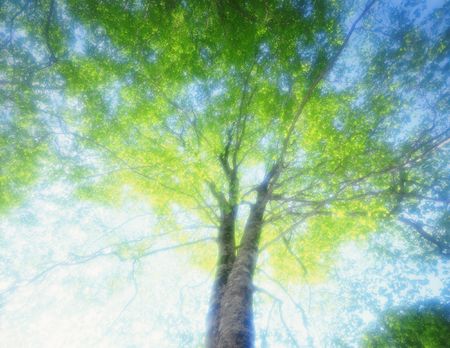 Forestの写真素材
